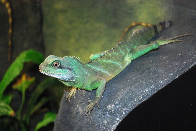Artis 012.jpg
